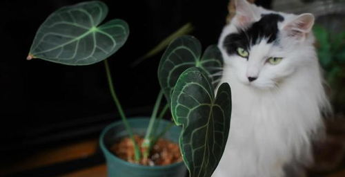 水晶花烛和一只家猫